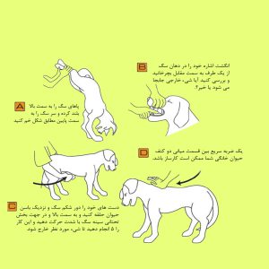 اقدامات اورژانسی سگ ها