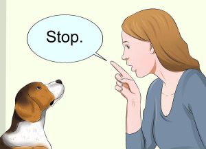 واق زدن سگ از جمله مشکلات رفتاری سگ