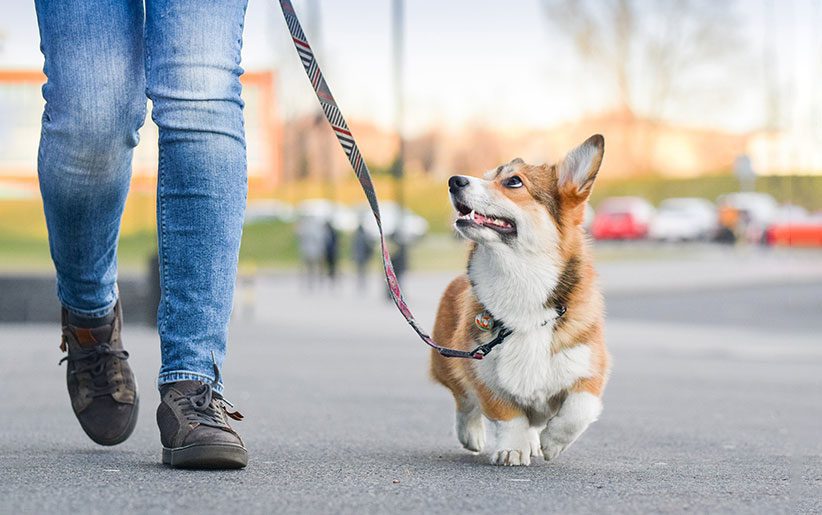 نکته بسیار مهم در پیاده روی با سگ