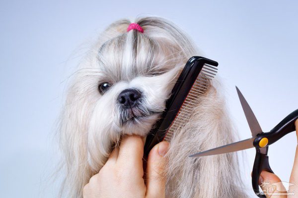 اشتباه خطرناک در کوتاه کردن موی سگ شیتزو