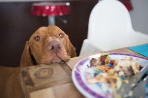مشکل رفتاری سگ گدایی کردن غذا