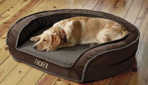 نژاد گلدن رتریور در جای خواب مخصوص سگ خوابیده بدون مشکل رفتاری سگ