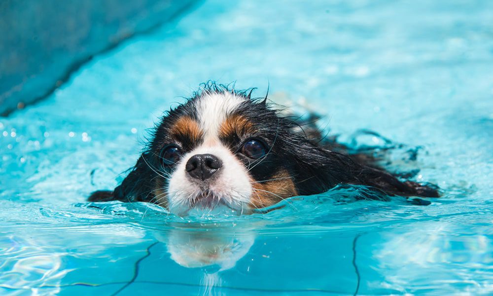 شنا کردن سگ و دانستنی های جالب درباره سگ ها