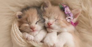 خوابیدن گربه ها