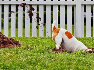 سگ در حال کندن زمین چمن که مشکل رفتاری سگ است