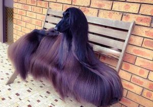 سگ با موهای بلند بدون ریزش مو سگ