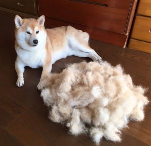 ریزش مو در سگ ها