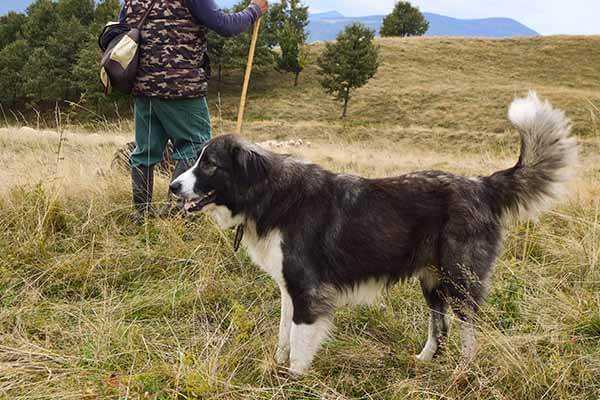 Romanian Carpathian Shepherd