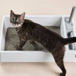 خاک و لوازم دستشویی گربه